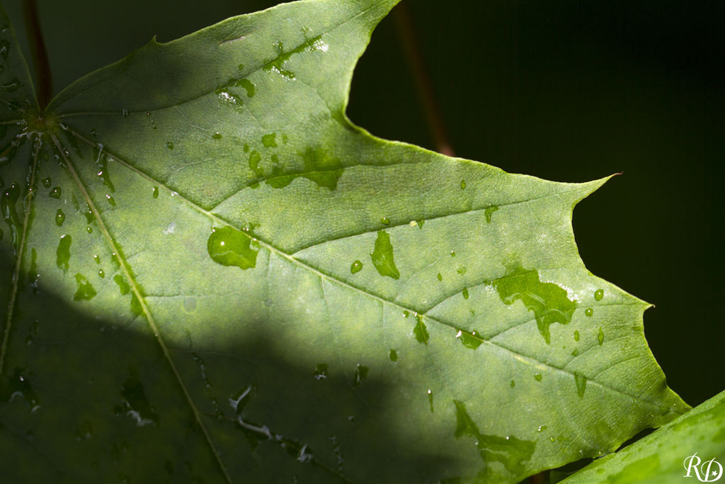 Feuille