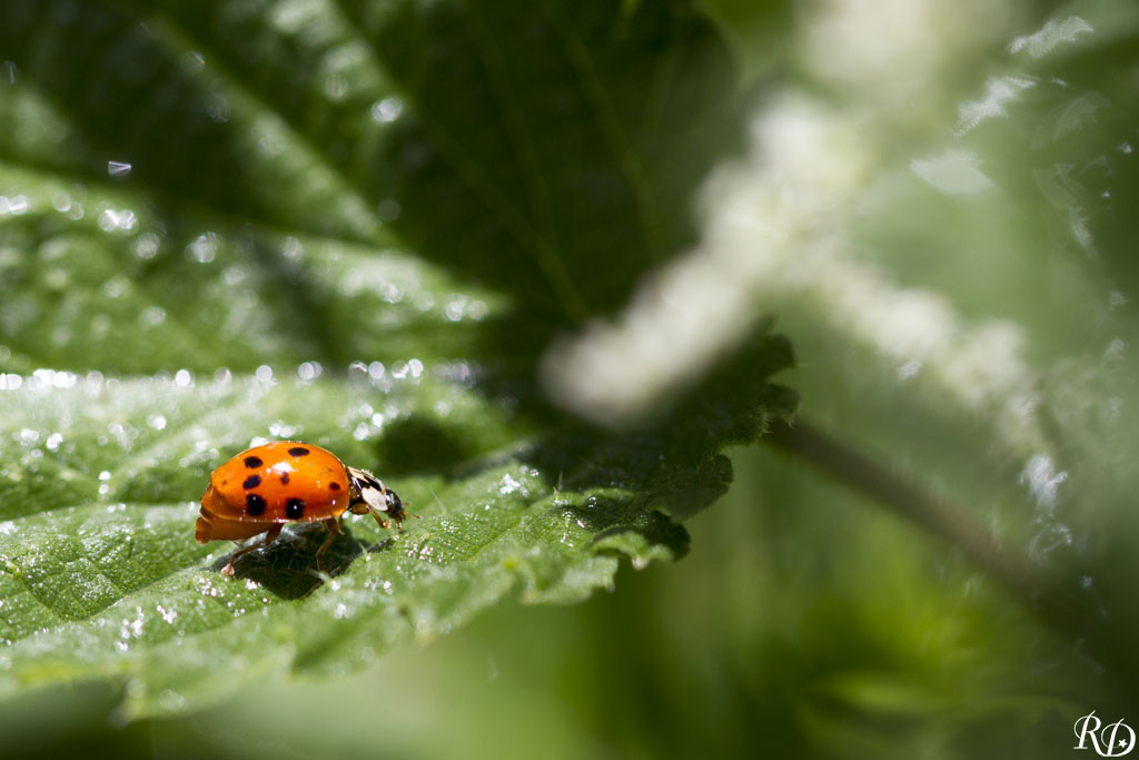 Coccinelle