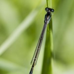 Agrion