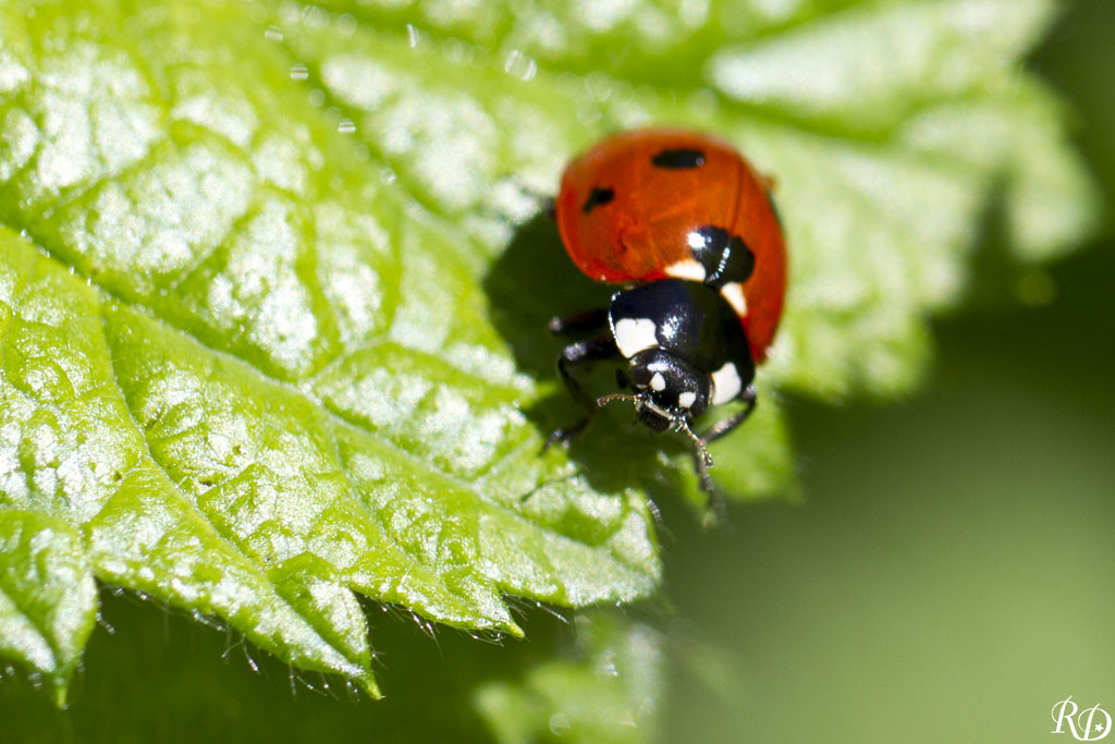 Coccinelle