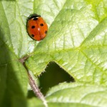 Coccinelle