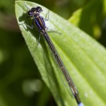 Agrion