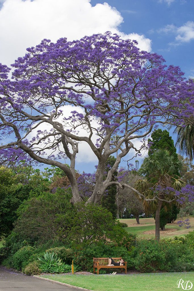 L’attribut alt de cette image est vide, son nom de fichier est Repos-sous-le-jacaranda-logo-683x1024.jpg.