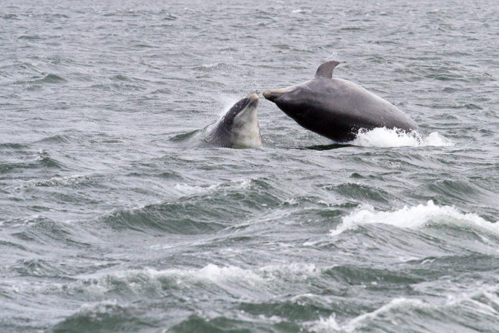 saut de deux dauphins face à face