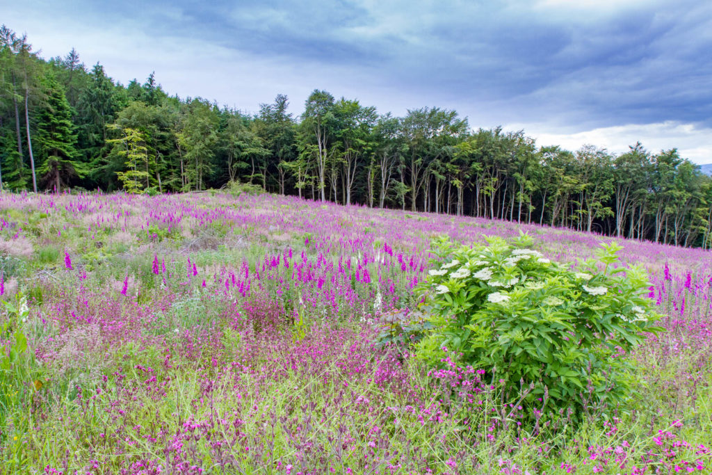 sol de fleurs devant une forêt