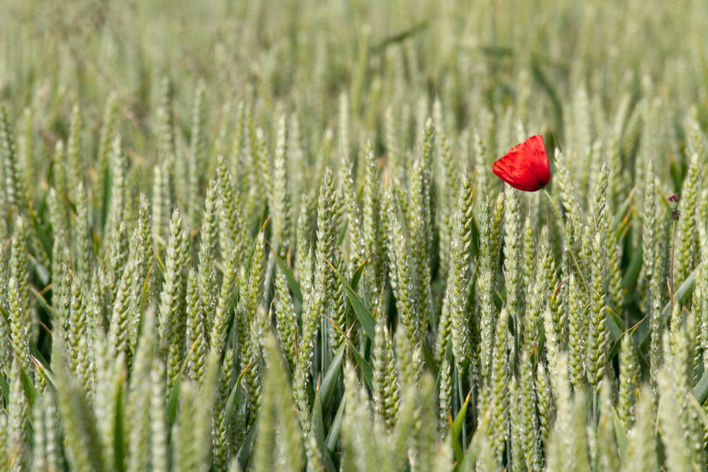 coquelicot au milieu d'un champ de blé