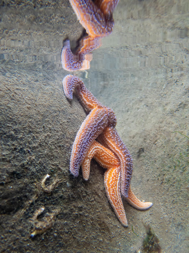 étoiles de mer colorées dans une flaque à marée basse