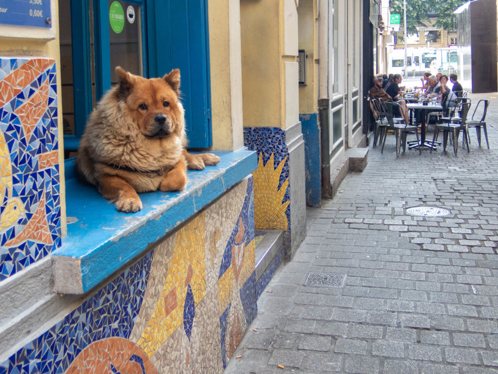 chien chow chow sur un rebord de fenêtre