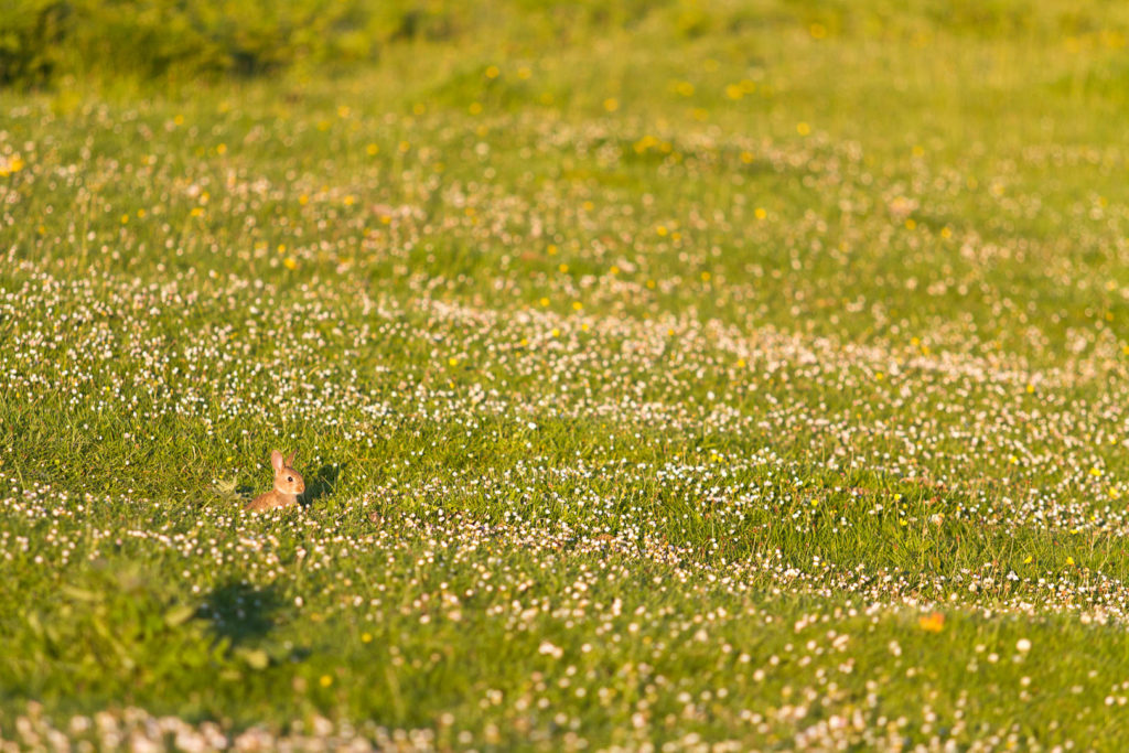 lapereau dans une prairie de pâquerettes