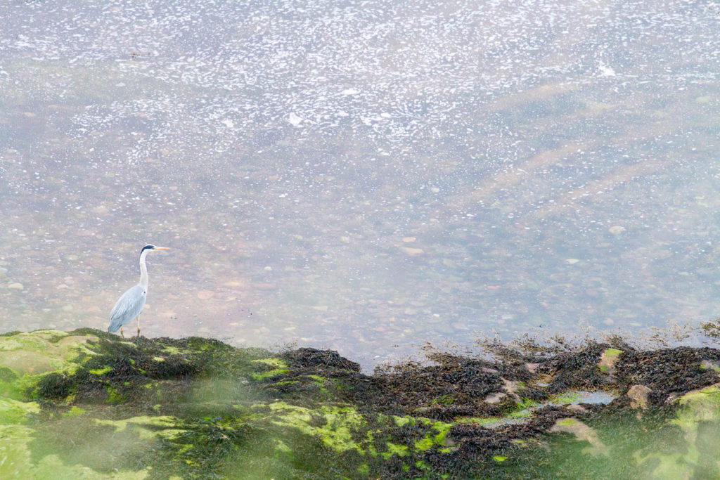 héron cendré en bord de mer