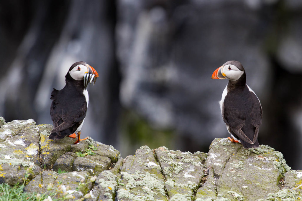 deux macareux sur les rochers dont l'un a le bec plein de poissons