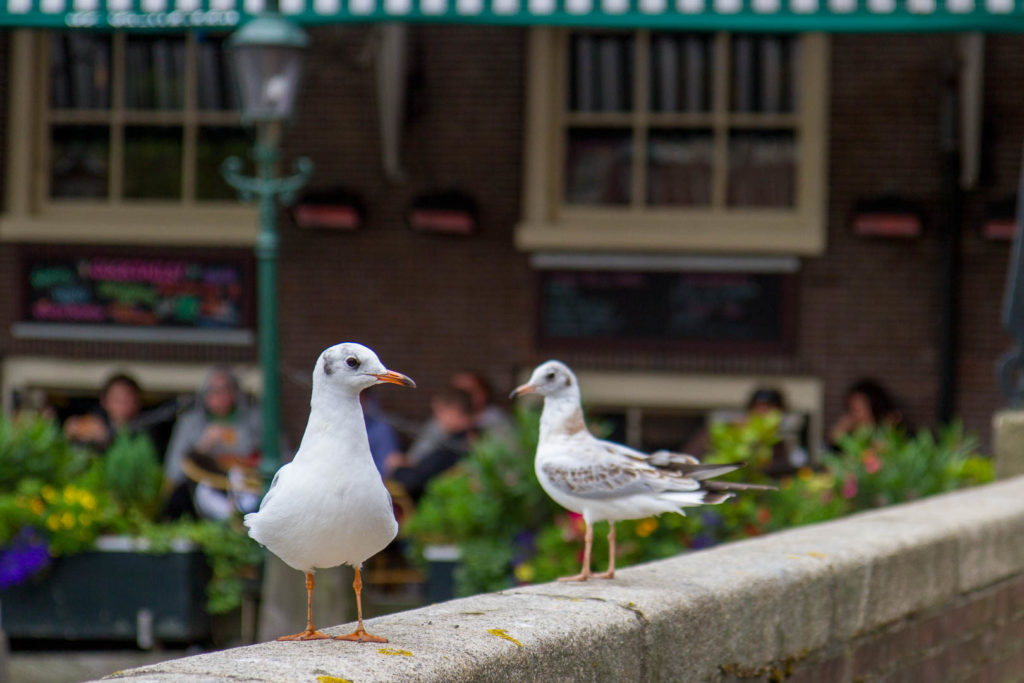 deux mouettes à Amsterdam