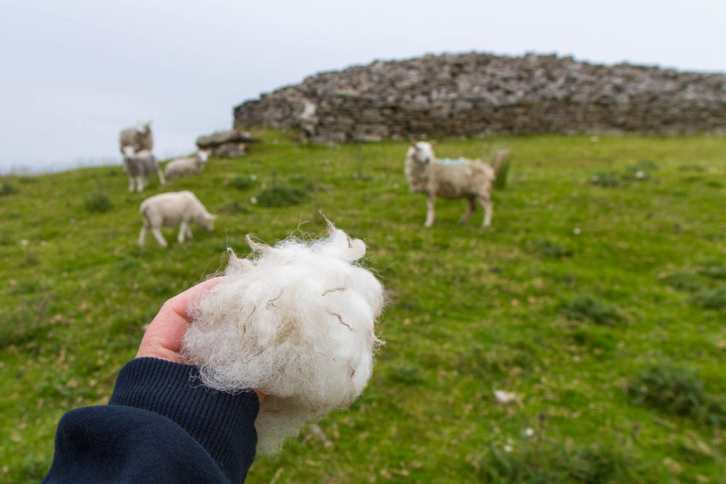 boule de laine avec moutons en arrière-plan