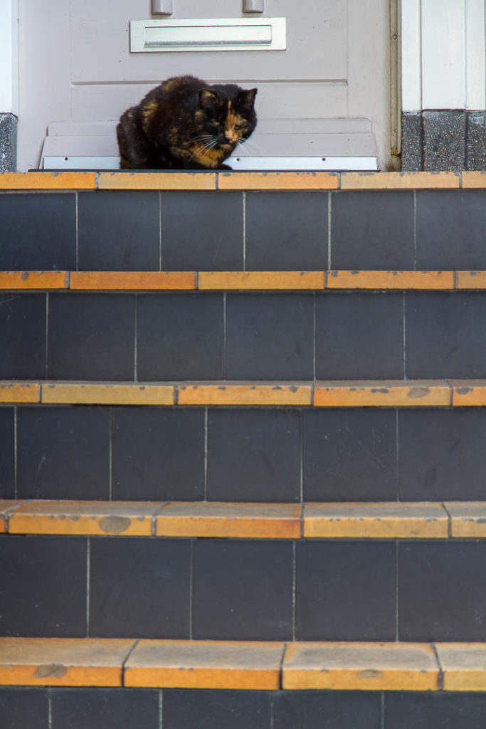 un chat roux et gris en haut d'un escalier orange et gris