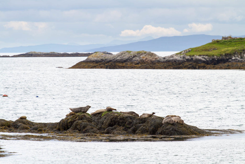 groupe de phoques au repos sur un rocher