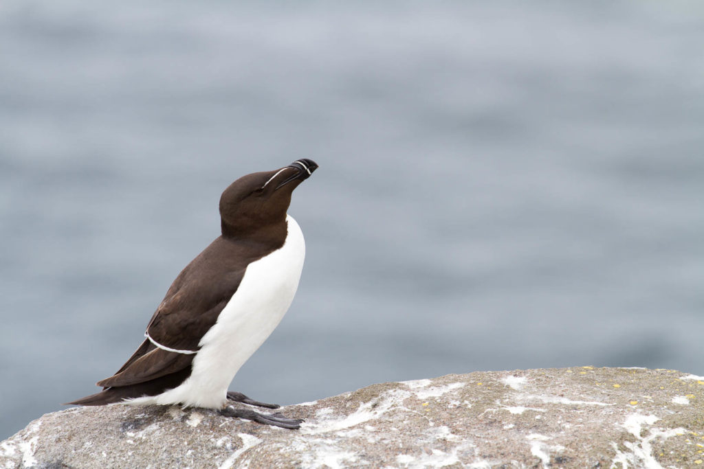 pingouin sur un rocher