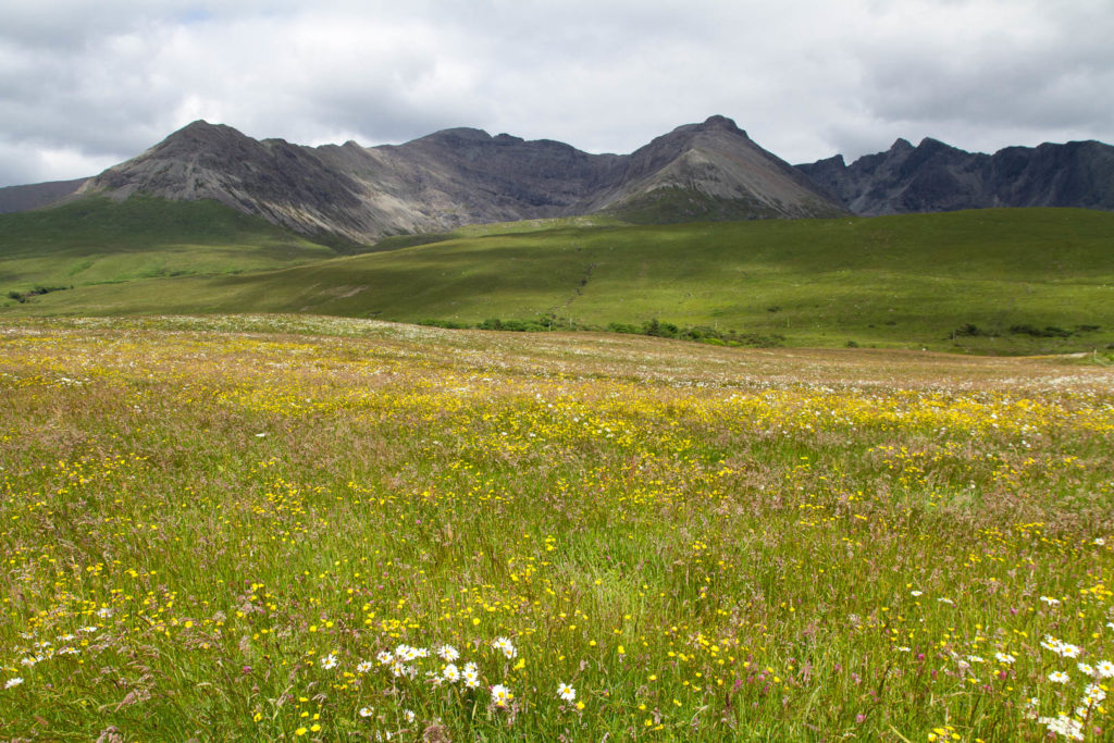 paysage de montagnes derrière une prairie fleurie