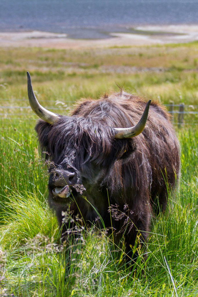 vache qui attrape une herbe avec sa langue