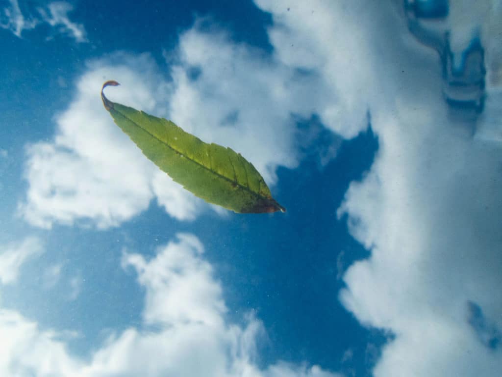 leaf in the water