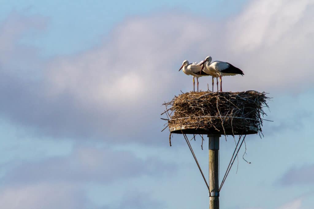 3 cigognes dans un nid